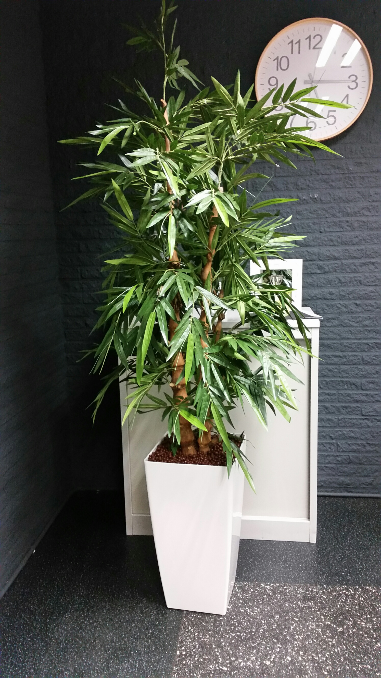 Bamboeplant de Luxe in witte pot 210 cm hoog