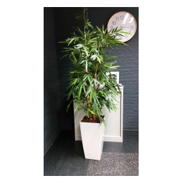 Bamboeplant de Luxe in witte pot 210 cm hoog